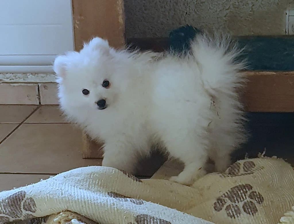 chiot spitz japonais a vendre les en cas de besion contactes