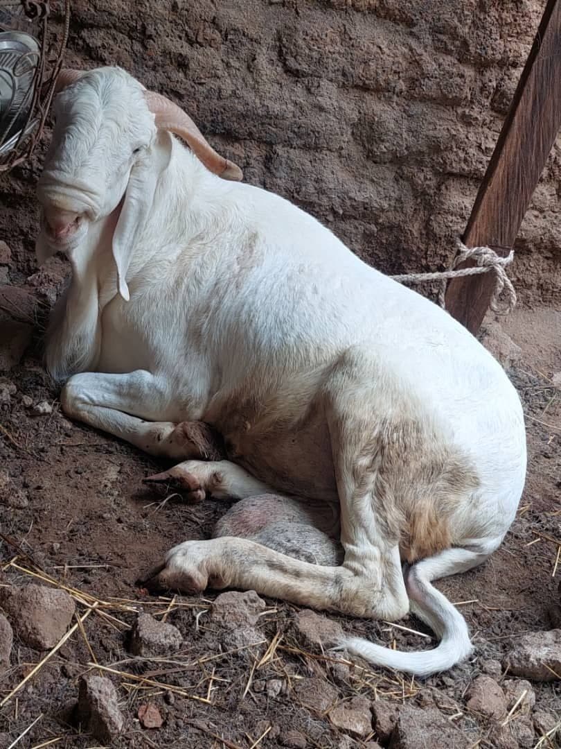 Goat laying down the ground
