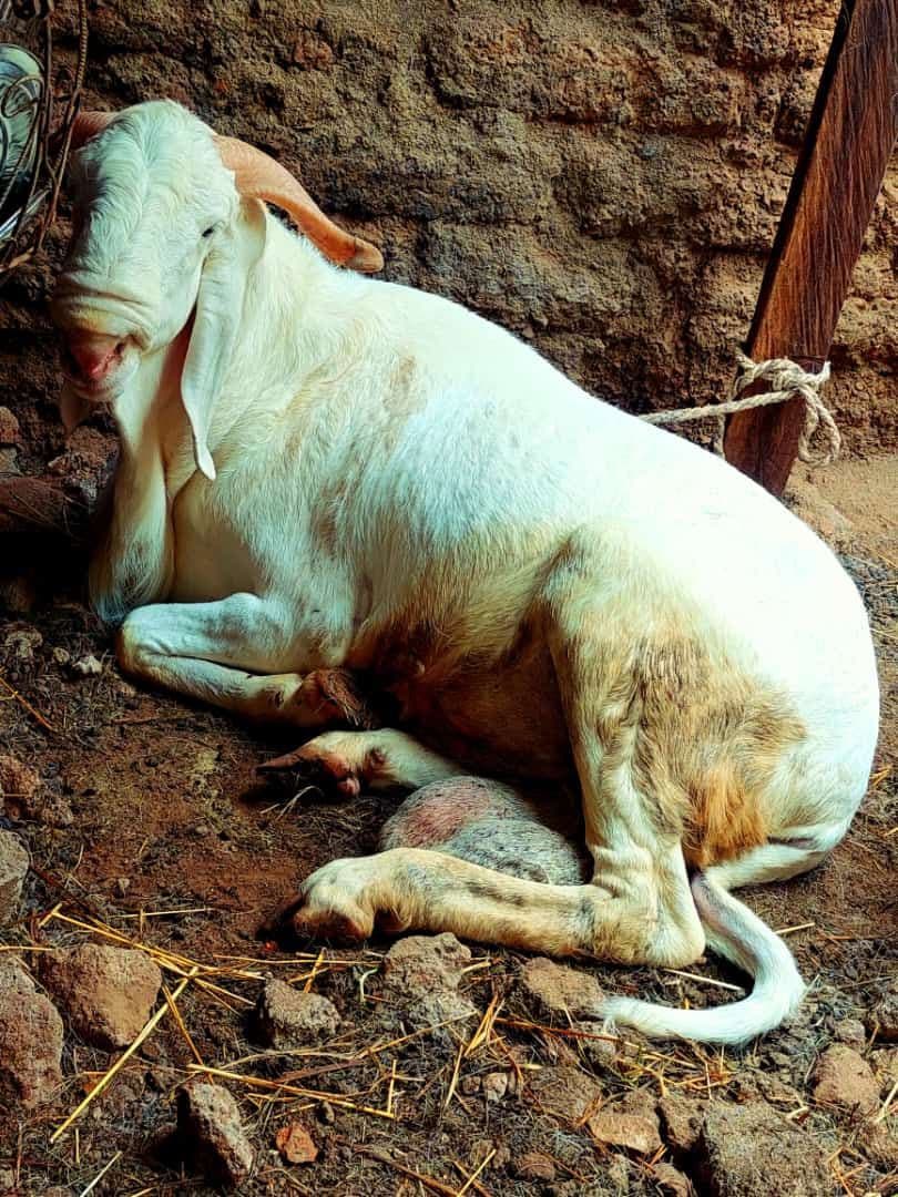 Goat laying the ground