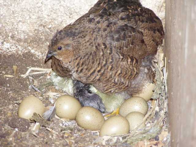 œufs de caille et cailleteaux disponible au /82-14-33-29 NB:très bon pour la sante